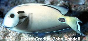 Acanthurus tennentii