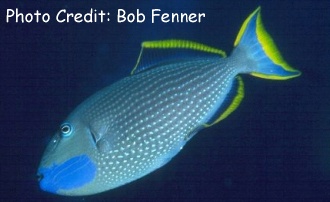 Xanthichthys auromarginatus