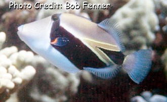 Rhinecanthus rectangulus