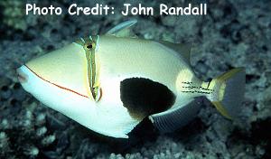 Rhinecanthus verrucosus