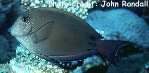 Acanthurus nigrofuscus