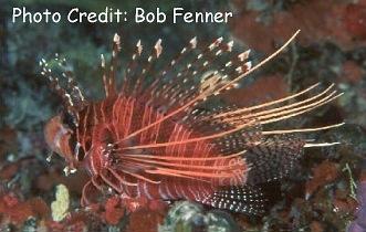 Pterois antennata