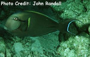 Acanthurus nigricauda