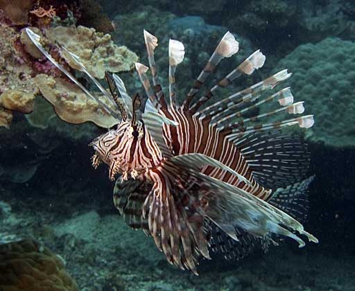 Pterois volitans