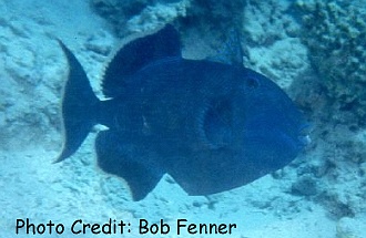 Pseudobalistes fuscus