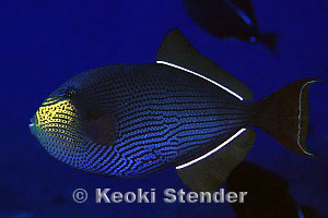 Melichthys niger