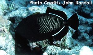 Melichthys indicus