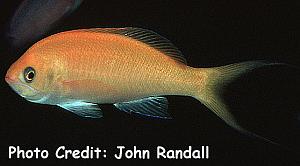 Pseudanthias thompsoni