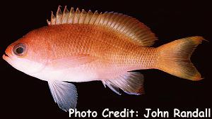 Pseudanthias townsendi