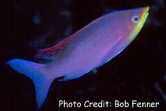 Pseudanthias tuka