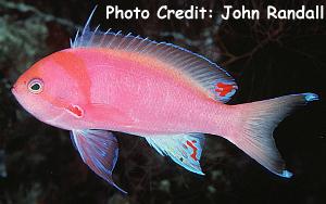Pseudanthias sheni