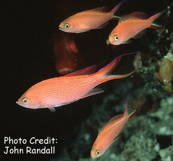 Pseudanthias smithvanizi