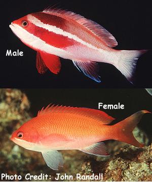 Pseudanthias taeniatus