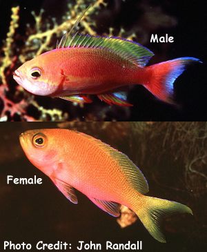 Pseudanthias pulcherrimus