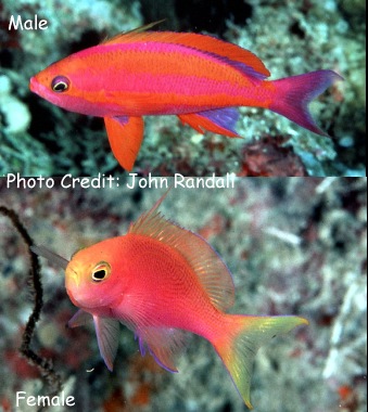Pseudanthias randalli