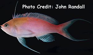 Pseudanthias regalis