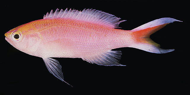 Pseudanthias parvirostris