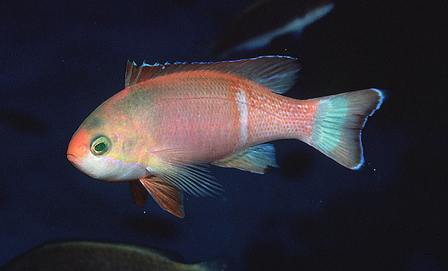 Pseudanthias pictilis