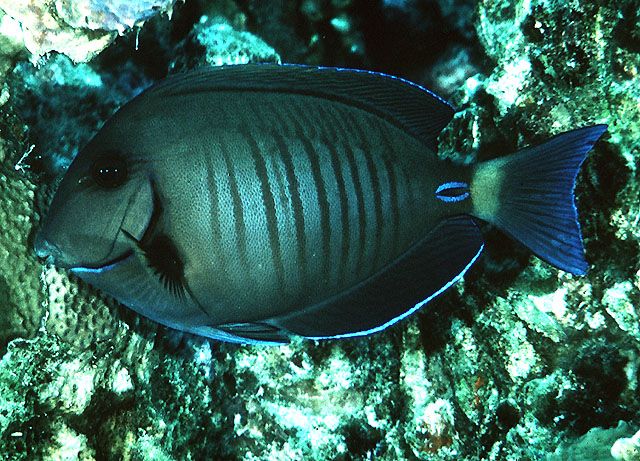 Acanthurus chirurgus