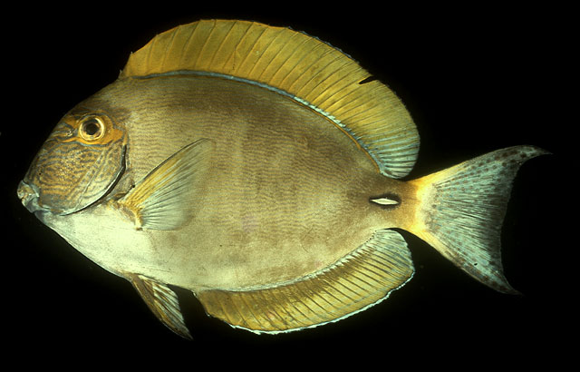 Acanthurus dussumieri