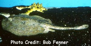 Urolophus jamaicensis