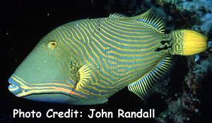 Balistapus undulatus