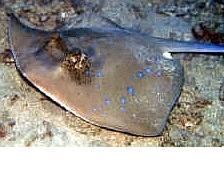 Dasyatis kuhlii
