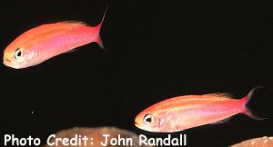 Luzonichthys taeniatus