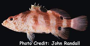 Plectranthias fourmanoiri