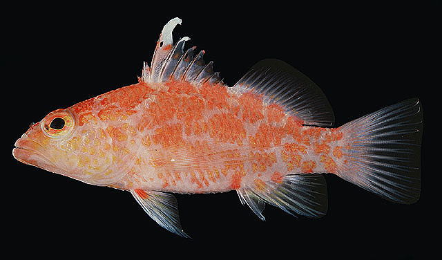 Plectranthias inermis