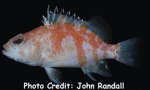 Plectranthias helenae