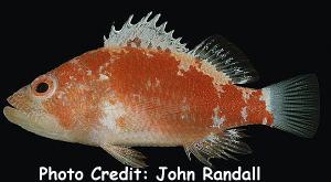 Plectranthias gardineri