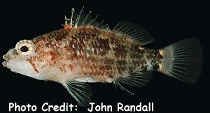 Plectranthias longimanus