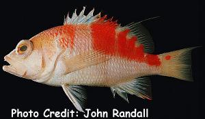 Plectranthias kelloggi