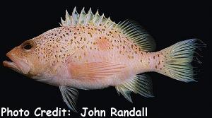 Plectranthias yamakawai