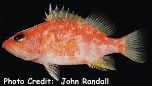 Plectranthias wheeleri