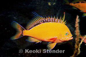 Holanthias fuscipinnis