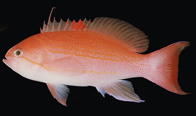 Pseudanthias luzonensis