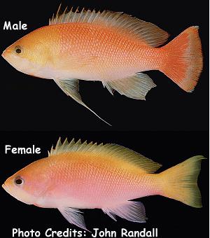 Pseudanthias heemstrai