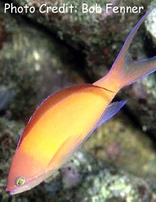Pseudanthias ignitus