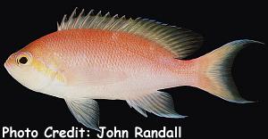 Pseudanthias hutomoi