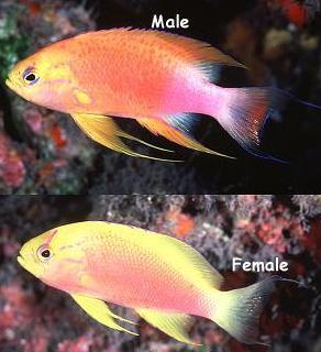 Pseudanthias hawaiinsis