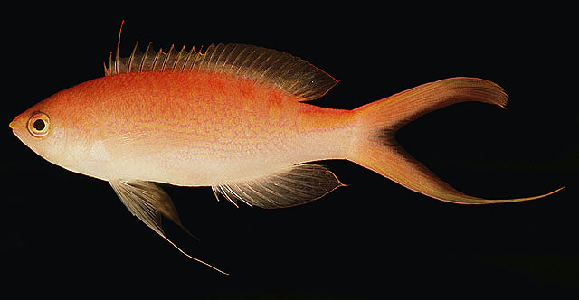 Pseudanthias lori