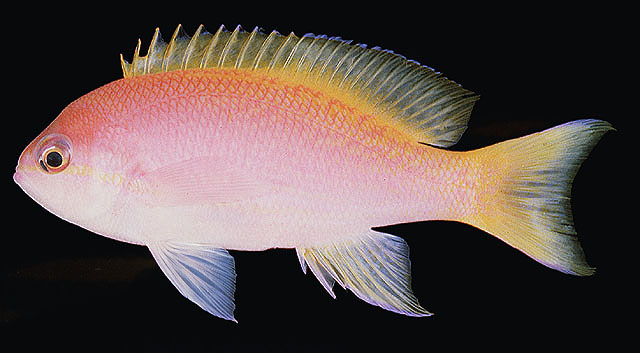Pseudanthias bimaculatus
