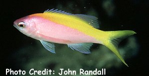 Pseudanthias evansi