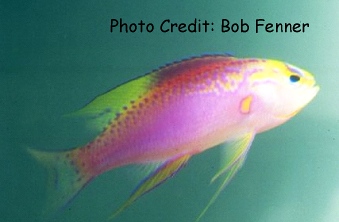 Pseudanthias ventralis