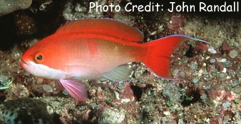 Pseudanthias cooperi