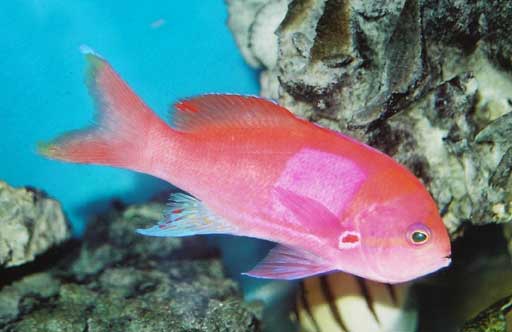 Pseudanthias pleurotania