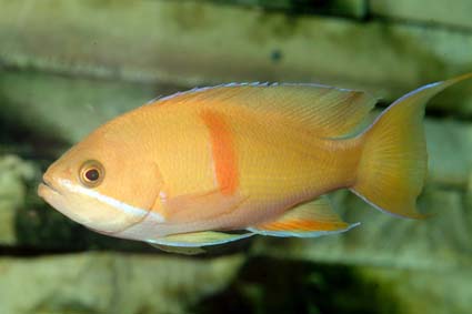 Pseudanthias rubrizonatus