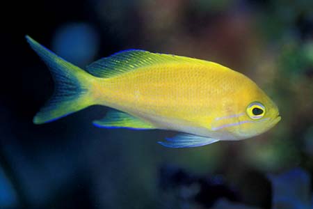 Pseudanthias squamipinnis
